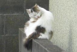 q̔L01